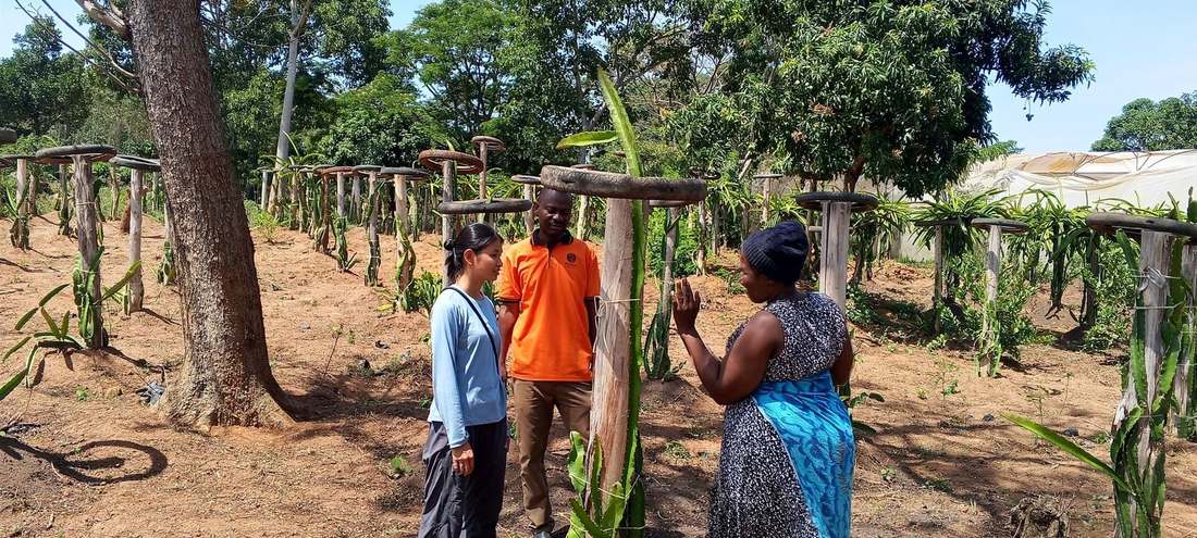 Volunteers touring a dragon fruit farm project