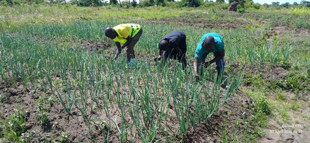 Workers tending an onion field