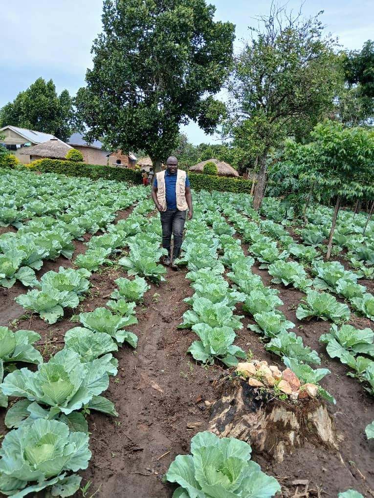 A cabbage farm project in the community